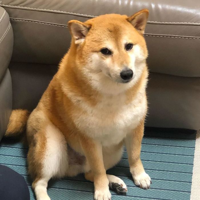A rescue Shiba Inu, known for the Cheems meme, sitting on a striped rug by a sofa.