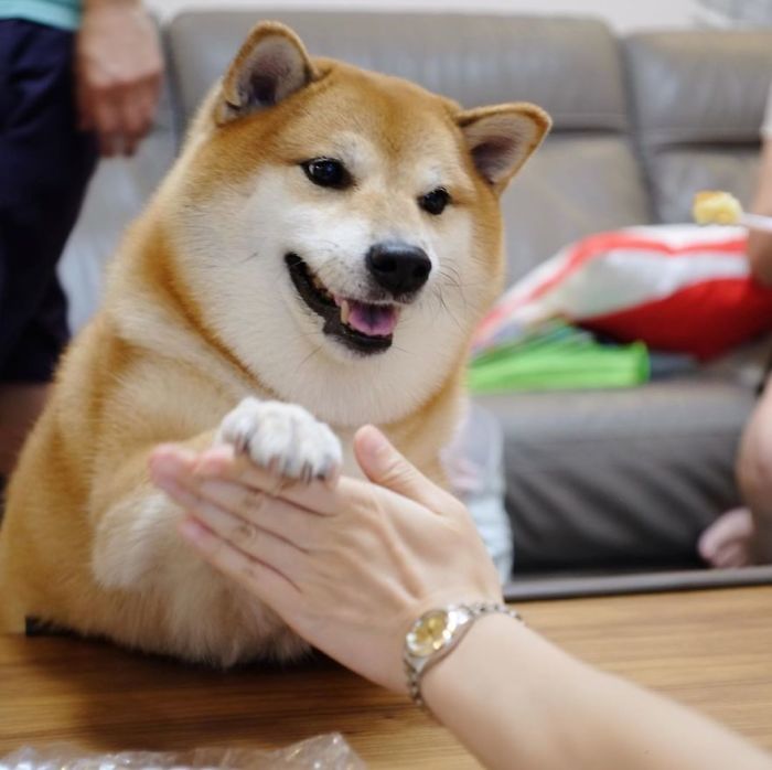 Rescue Shiba Inu giving a paw to a person, showcasing the friendly and charming personality behind the Cheems meme.
