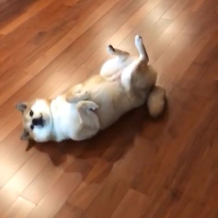 Rescue Shiba Inu lying on wooden floor showing playful pose linked to the popular Cheems meme.