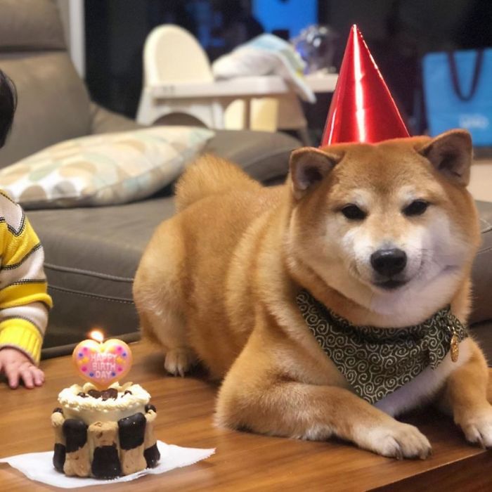 Rescue Shiba Inu wearing a party hat and bandana lying on a table next to a small birthday cake with a candle.