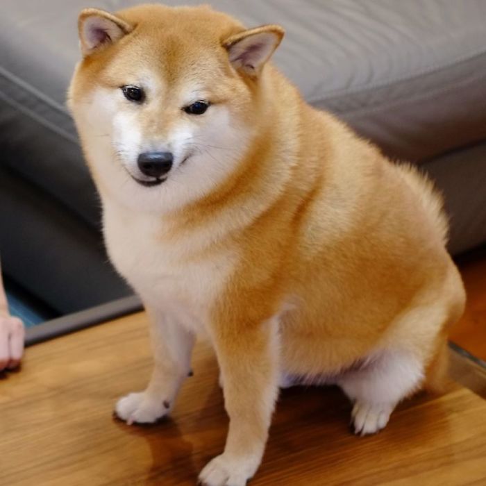 Rescue Shiba Inu sitting on a wooden table with a calm expression, known for inspiring the Cheems meme.