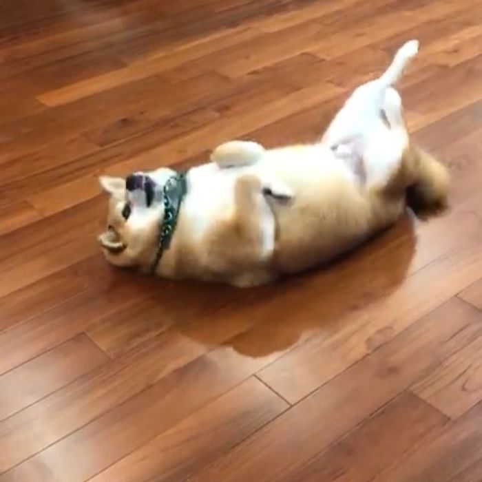 Rescue Shiba Inu lying on wooden floor with paws up, captured in a playful and relaxed moment indoors.