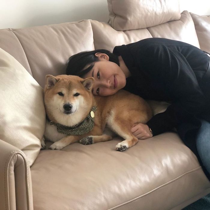 Person resting head on a relaxed rescue Shiba Inu dog wearing a patterned bandana on a beige couch.