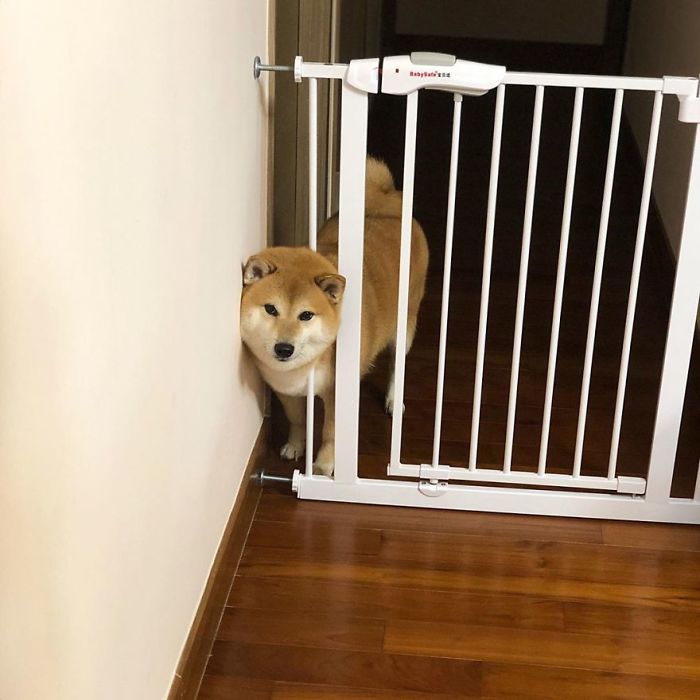 Shiba Inu standing by a baby gate in a hallway, showcasing its cute expression.