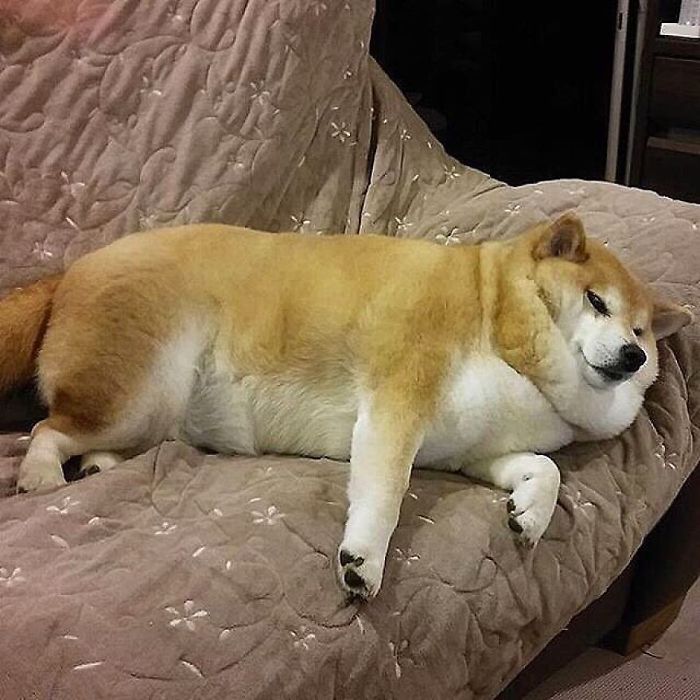 A Shiba Inu lying on a couch, known for the popular Cheems meme.