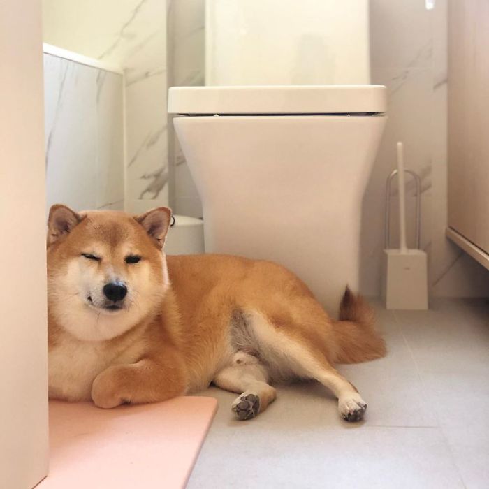 Rescue Shiba Inu dog lying on bathroom floor with a relaxed expression, known for inspiring the Cheems meme.