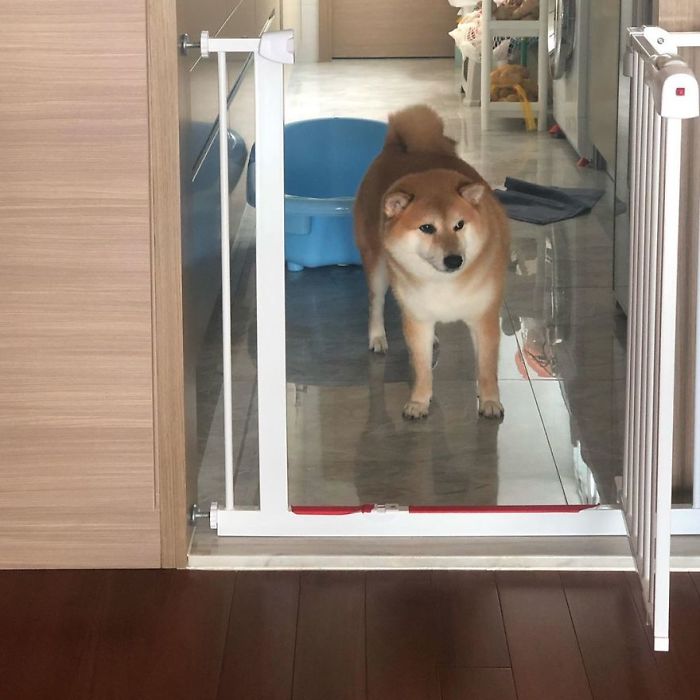 Shiba Inu standing behind a baby gate inside a modern home, representing the Cheems meme dog breed.