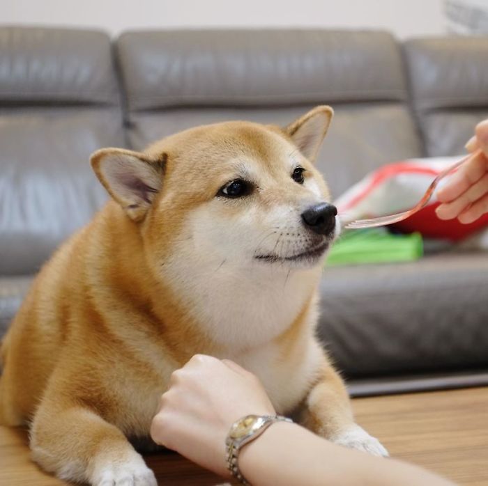 Rescue Shiba Inu lying on floor with a hand offering food from a spoon, known for inspiring the hilarious Cheems meme.