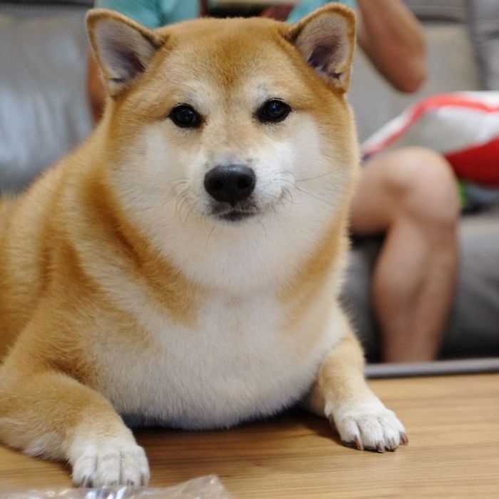 Rescue Shiba Inu dog lying on a table with a calm expression, known for inspiring the hilarious Cheems meme.