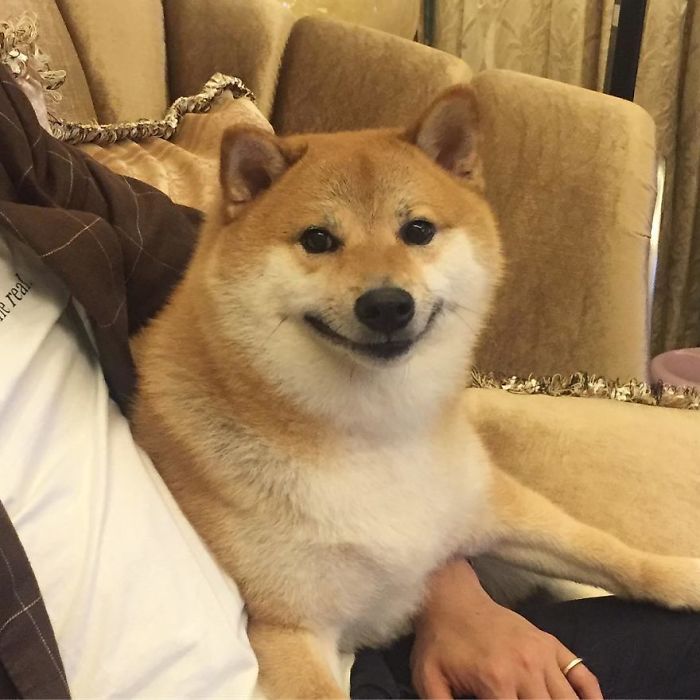Shiba Inu on a couch, responsible for the Cheems meme, sitting comfortably next to a person.