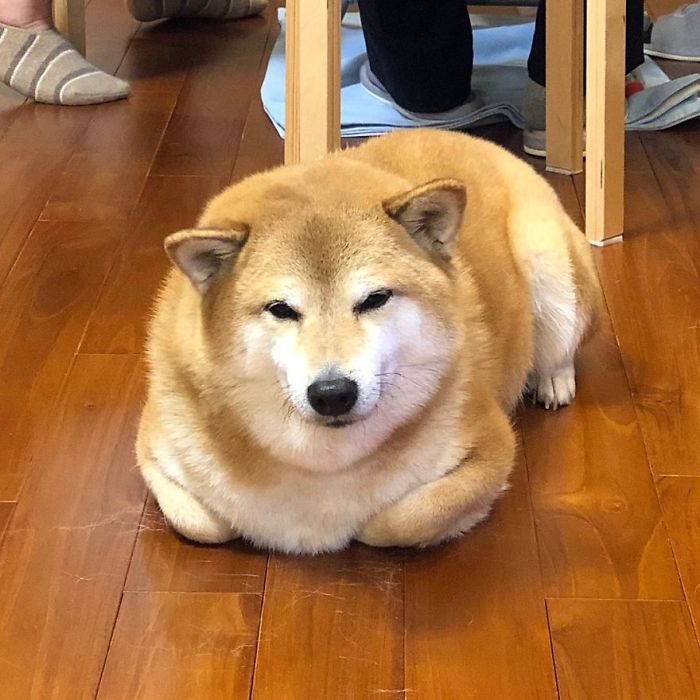 Rescue Shiba Inu lying on wooden floor with a calm expression, known for inspiring the hilarious Cheems meme.