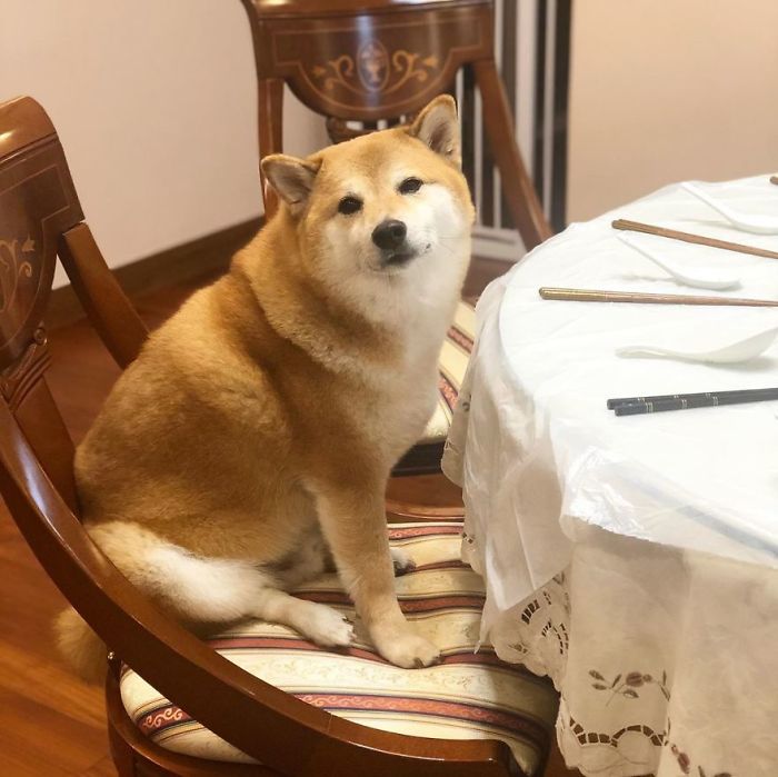 Rescue Shiba Inu sitting on a chair by a dining table set with chopsticks and a white tablecloth indoors.