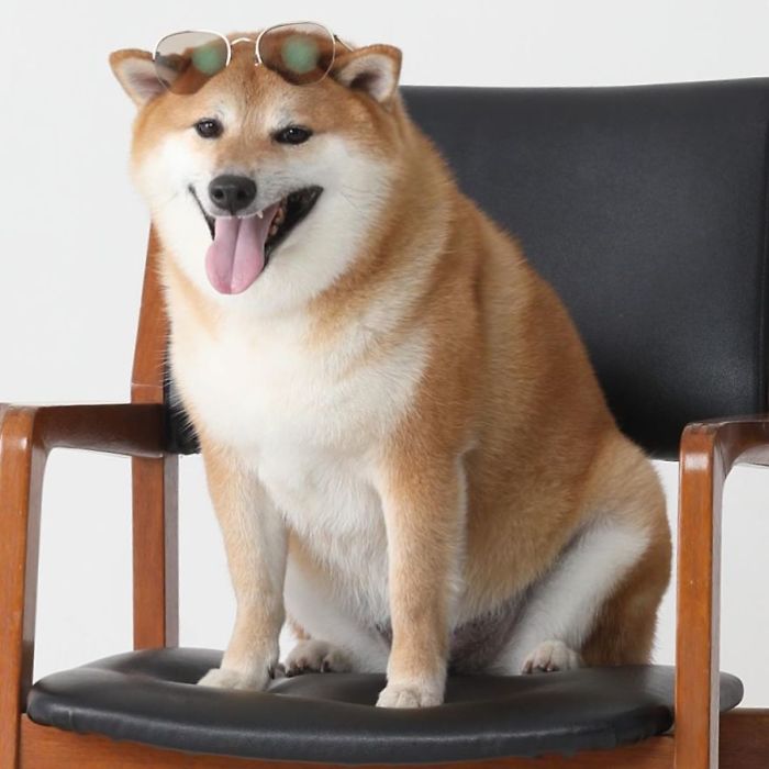 Shiba Inu wearing sunglasses, sitting on a chair, looking playful.