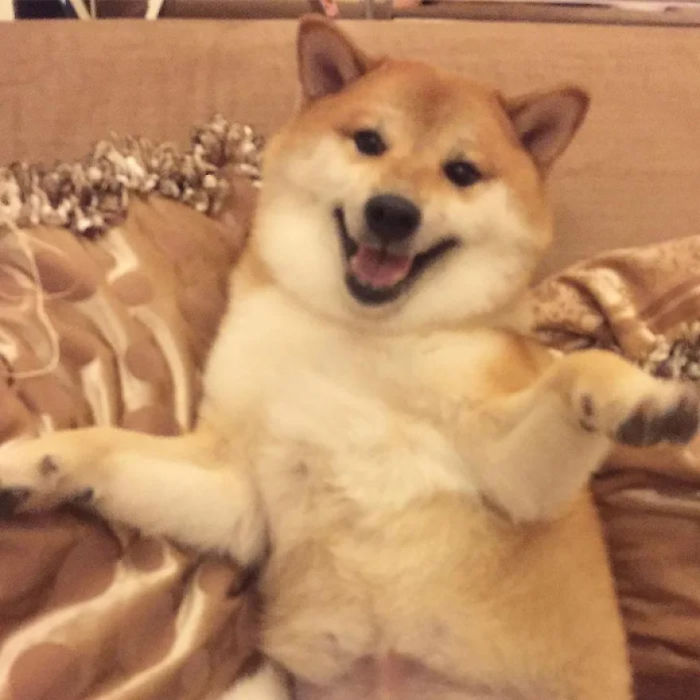 Smiling rescue Shiba Inu dog lying on a couch, famous for inspiring the Cheems meme.