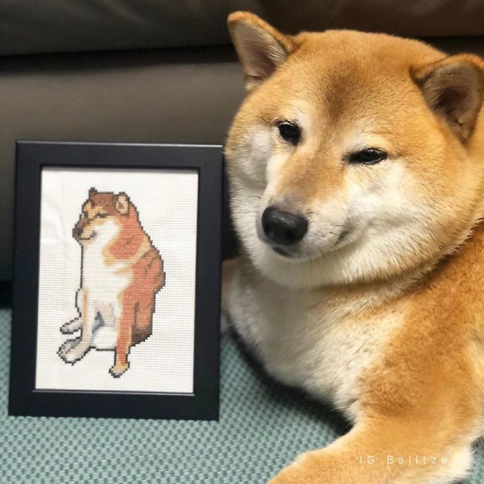 Rescue Shiba Inu posing beside framed art, inspiration for the Cheems meme, with a playful expression.