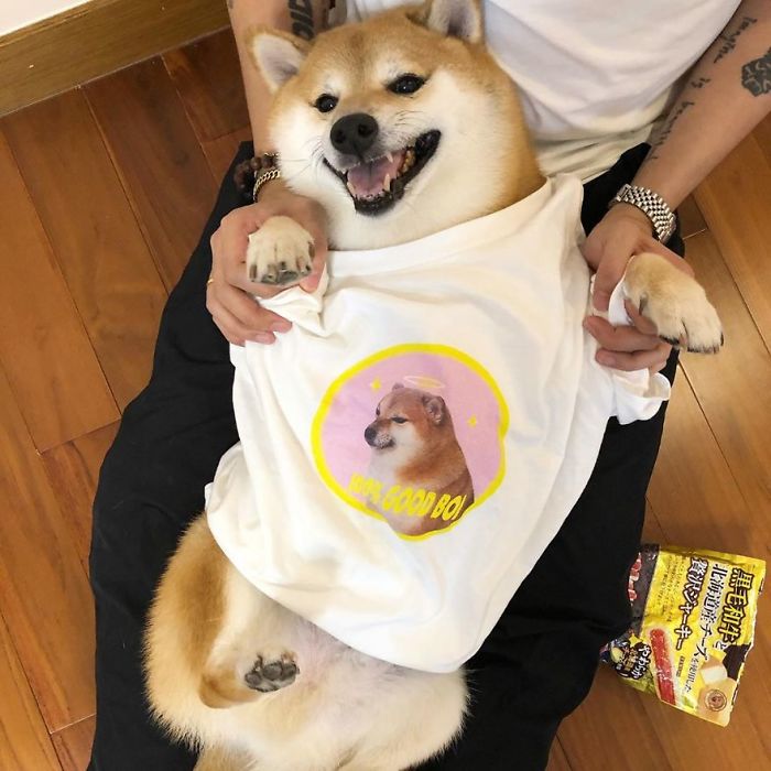Rescue Shiba Inu, famous for Cheems meme, smiling while wearing a T-shirt featuring its image, lying in a person's lap.