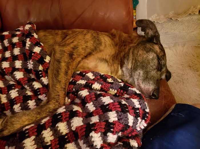 She Wanted To Nap On The Couch.