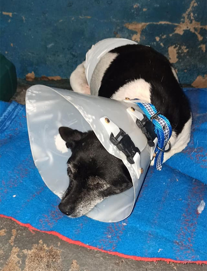 Dog With A Tumor Is Thrown Away In A Dumpster Like Trash Dog With A Tumor Is Thrown Away In A Dumpster Like Trash