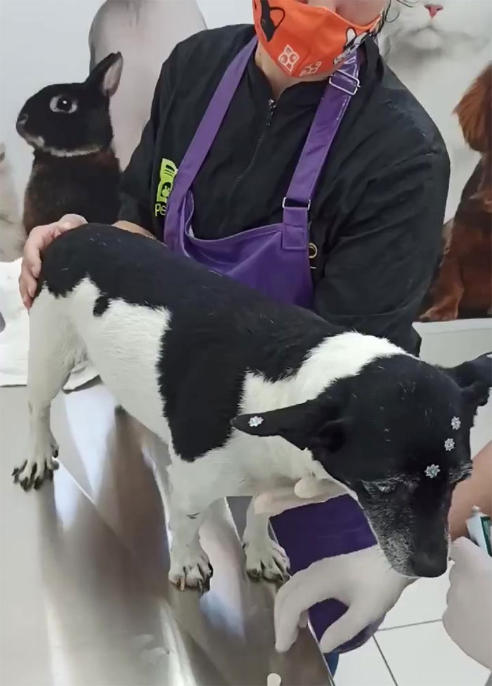 Dog With A Tumor Is Thrown Away In A Dumpster Like Trash