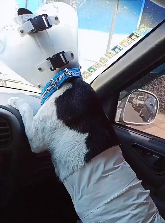 Dog With A Tumor Is Thrown Away In A Dumpster Like Trash