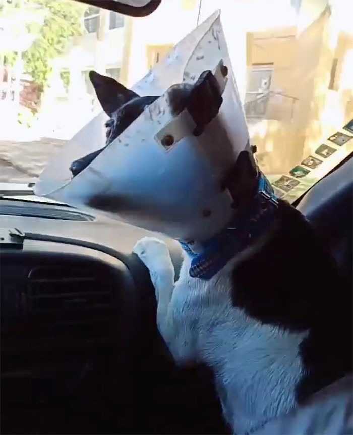 Dog With A Tumor Is Thrown Away In A Dumpster Like Trash Dog With A Tumor Is Thrown Away In A Dumpster Like Trash