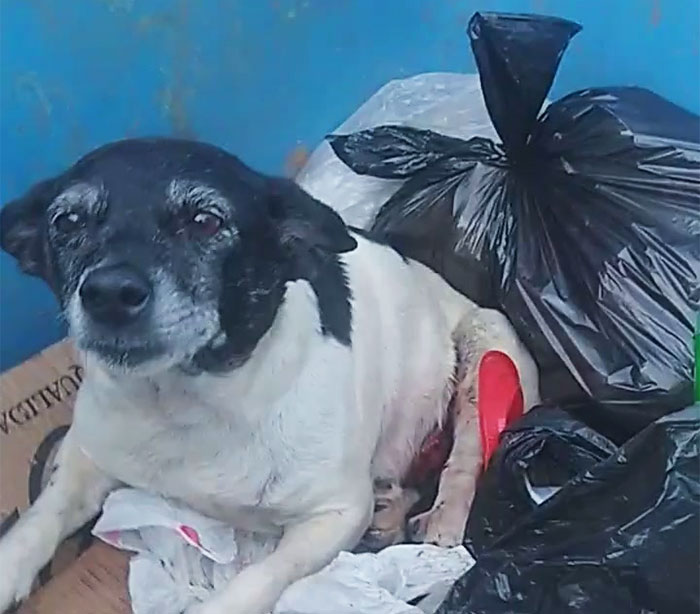 Dog With A Tumor Is Thrown Away In A Dumpster Like Trash