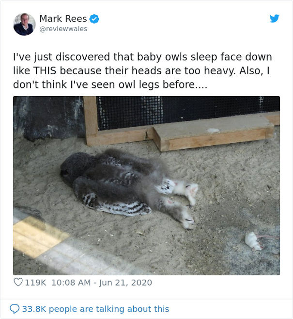 sleeping-baby-owls-face-down-29-5f0f8acb703aa.jpg