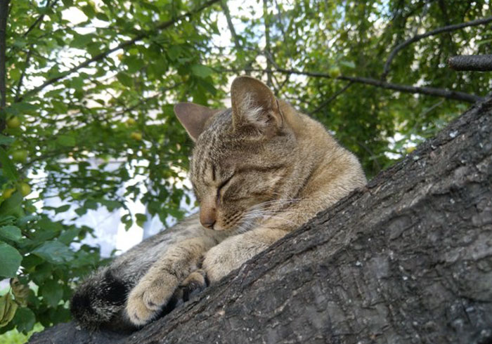 Sleeping-Cats-In-Trees