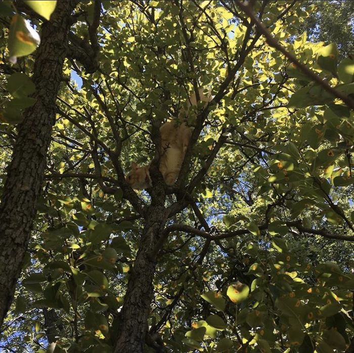 Sleeping-Cats-In-Trees