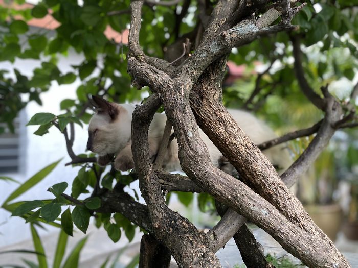Sleeping-Cats-In-Trees