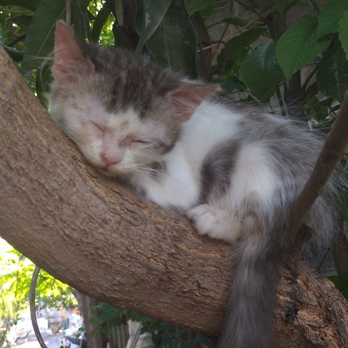 Sleeping-Cats-In-Trees