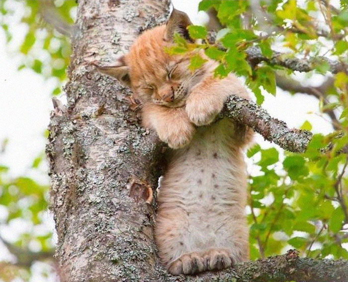 Sleeping-Cats-In-Trees