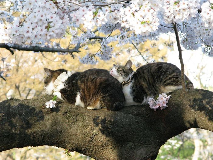 Sleeping-Cats-In-Trees