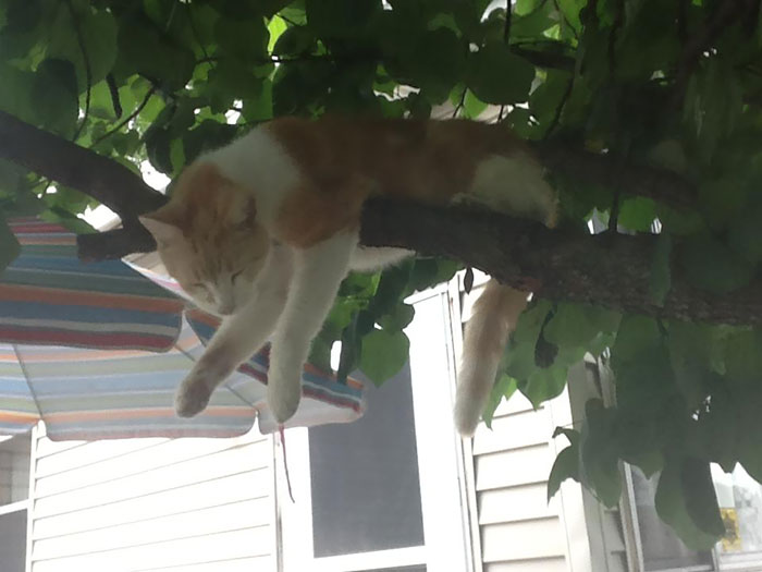 Sleeping-Cats-In-Trees