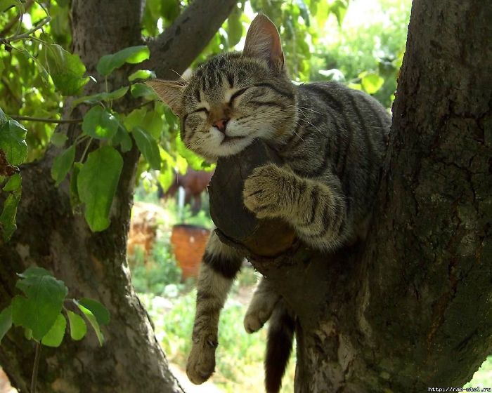 Sleeping-Cats-In-Trees