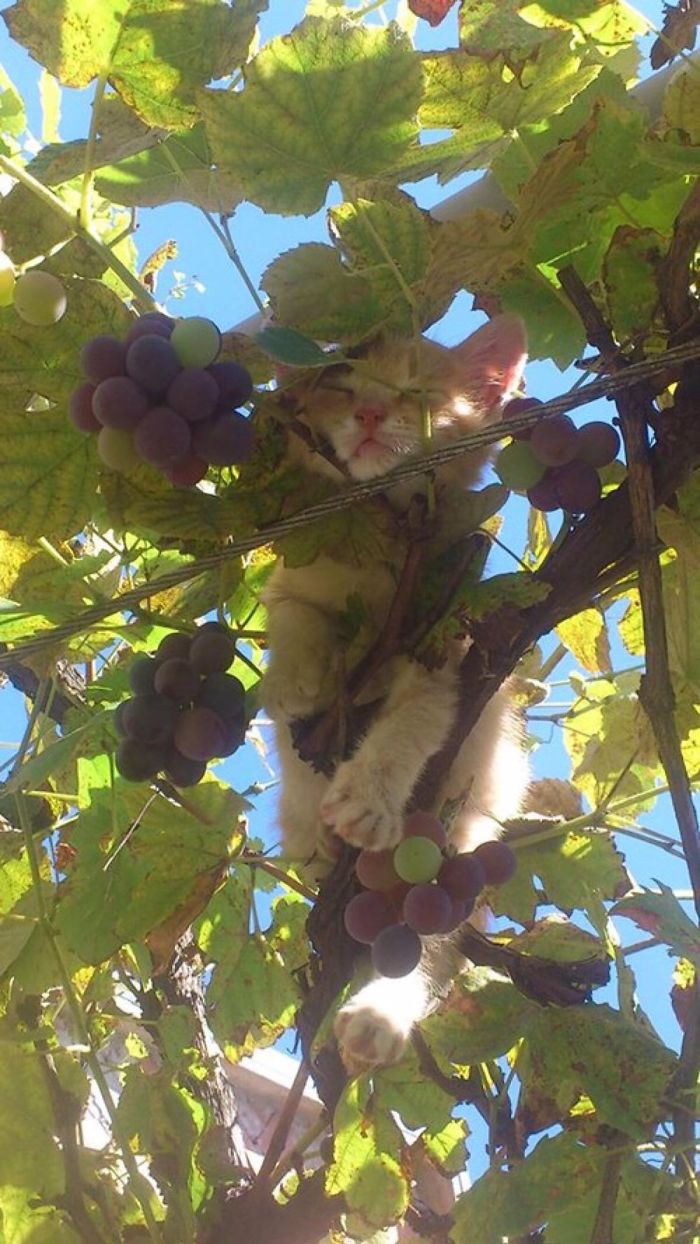 Sleeping-Cats-In-Trees