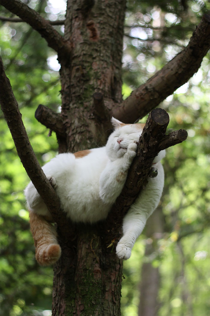 Sleeping-Cats-In-Trees