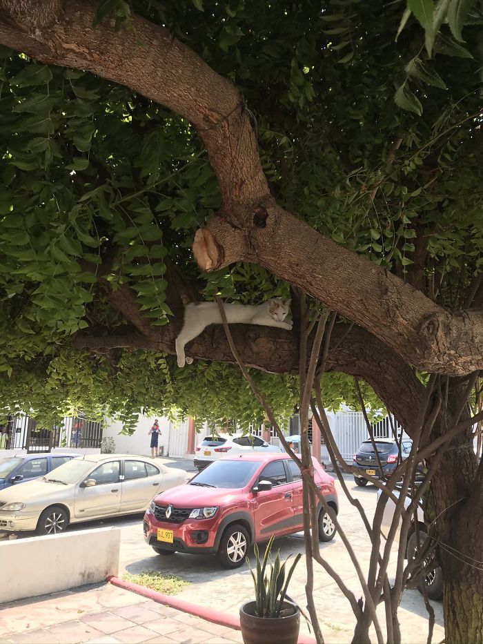 Sleeping-Cats-In-Trees
