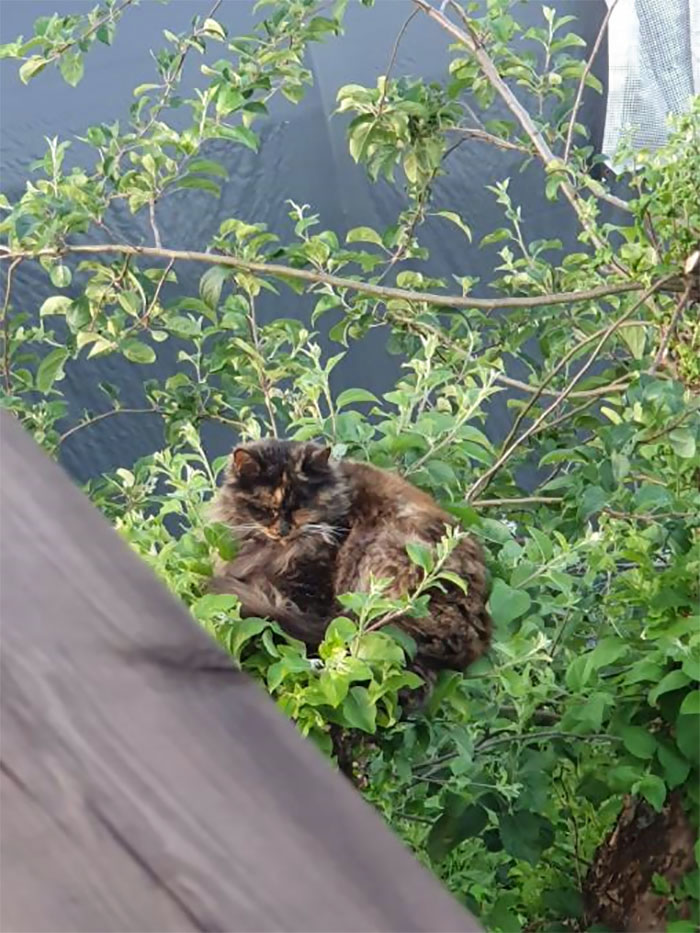 Sleeping-Cats-In-Trees