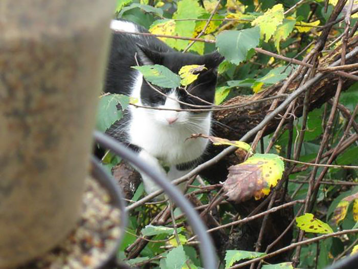 Sleeping-Cats-In-Trees