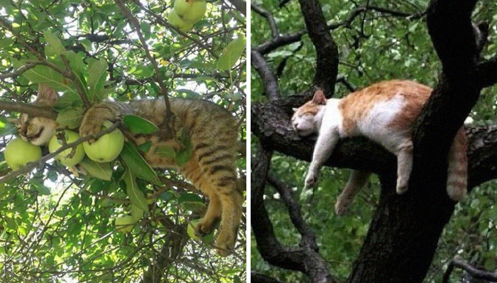 30 Cats Showing Off Their Skills At The Difficult Art Of Sleeping In Trees