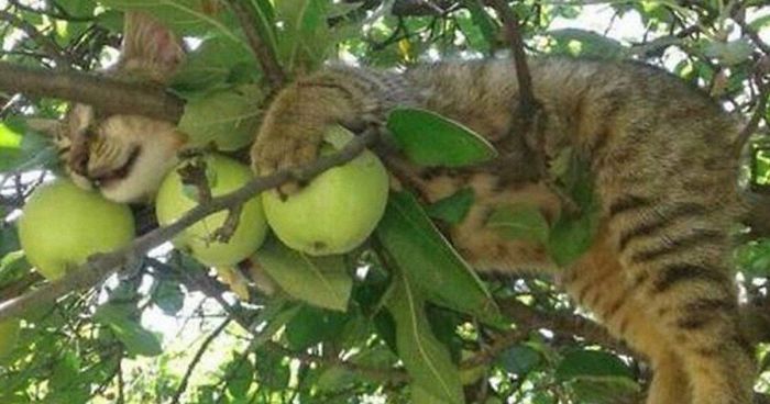 30 Cats Showing Off Their Skills At The Difficult Art Of Sleeping In Trees30 Cats Showing Off Their Skills At The Difficult Art Of Sleeping In Trees