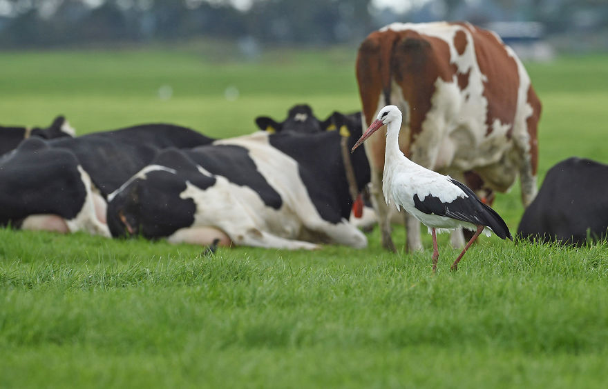 I've Used A Once-In-A-Lifetime Chance To Capture The Neowise Comet (13 Pics)