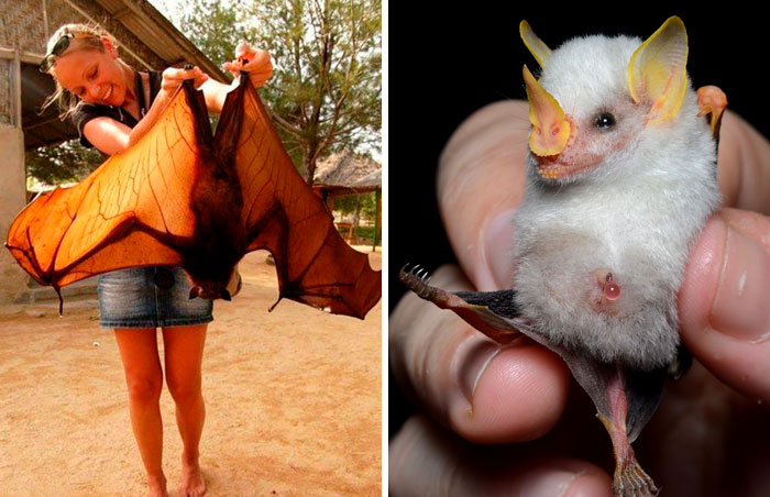 30 Especies de murciélago de aspecto muy extravagante