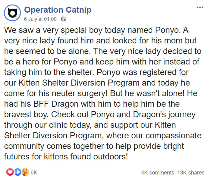 Kitten Brings His Stuffed Dragon BFF To The Vet To Keep Him Safe Kitten Brings His Stuffed Dragon BFF To The Vet To Keep Him Safe