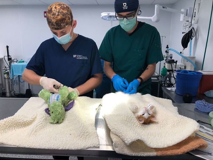 Kitten Brings His Stuffed Dragon BFF To The Vet To Keep Him Safe Kitten Brings His Stuffed Dragon BFF To The Vet To Keep Him Safe