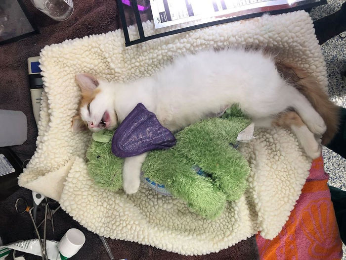 Kitten Brings His Stuffed Dragon BFF To The Vet To Keep Him Safe Kitten Brings His Stuffed Dragon BFF To The Vet To Keep Him Safe