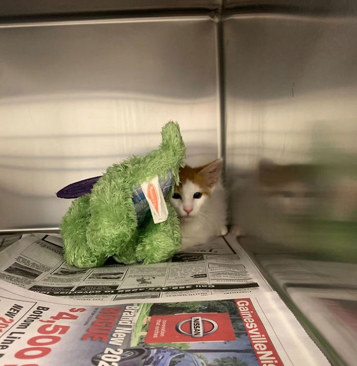 Kitten Brings His Stuffed Dragon BFF To The Vet To Keep Him Safe Kitten Brings His Stuffed Dragon BFF To The Vet To Keep Him Safe
