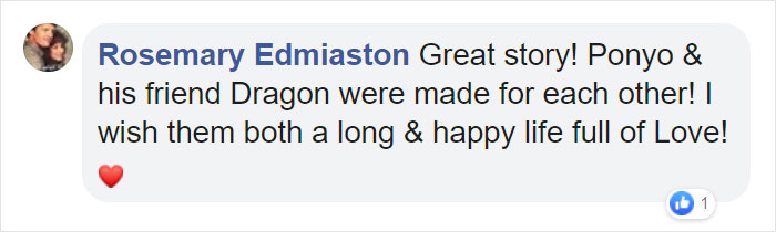 Kitten Brings His Stuffed Dragon BFF To The Vet To Keep Him Safe Kitten Brings His Stuffed Dragon BFF To The Vet To Keep Him Safe