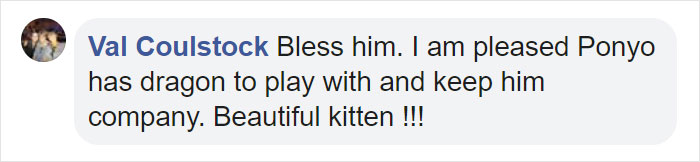 Kitten Brings His Stuffed Dragon BFF To The Vet To Keep Him Safe Kitten Brings His Stuffed Dragon BFF To The Vet To Keep Him Safe